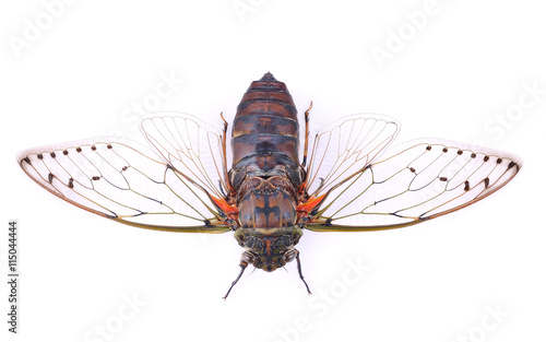 cicada insect isolated on white background