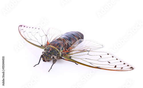 cicada insect isolated on white background