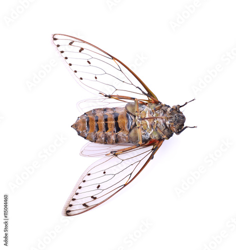 cicada insect isolated on white background