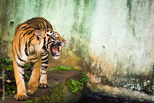 Fototapeta Naklejka Na Ścianę i Meble -  Roaring Sumatran Tiger Showing His Teeth