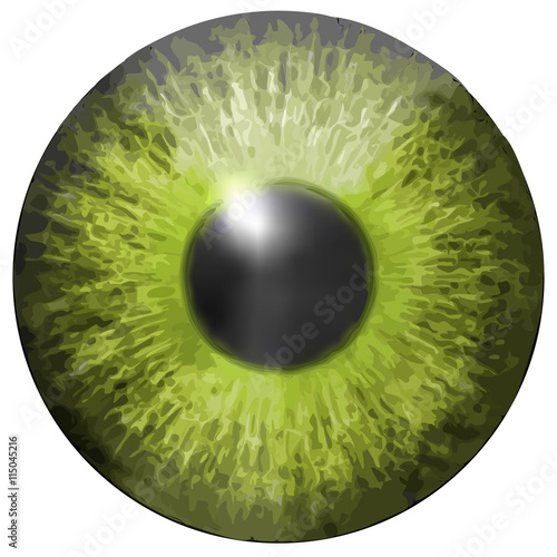 Fototapeta Naklejka Na Ścianę i Meble -  Eye iris vector texture