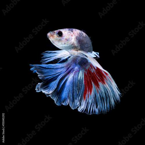 Betta fish. Capture the moving moment of red-blue siamese fighti © Jirawatfoto