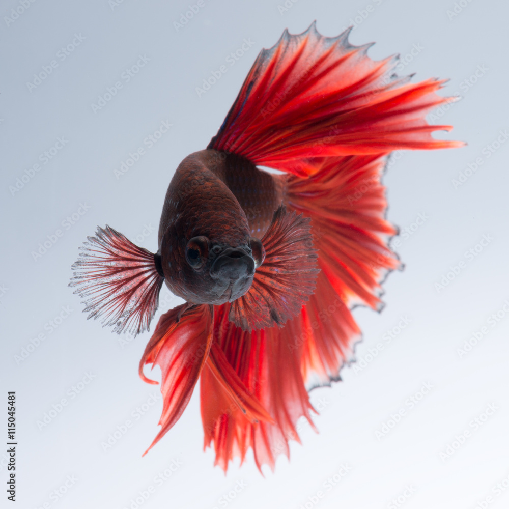 Fototapeta premium Red betta fish on white background