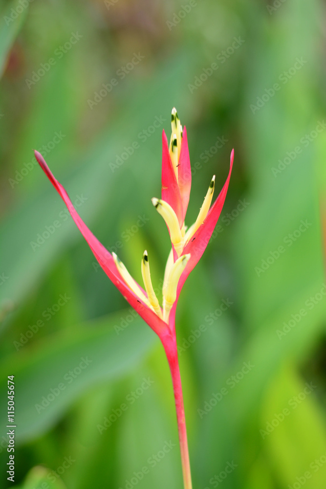 flower flower