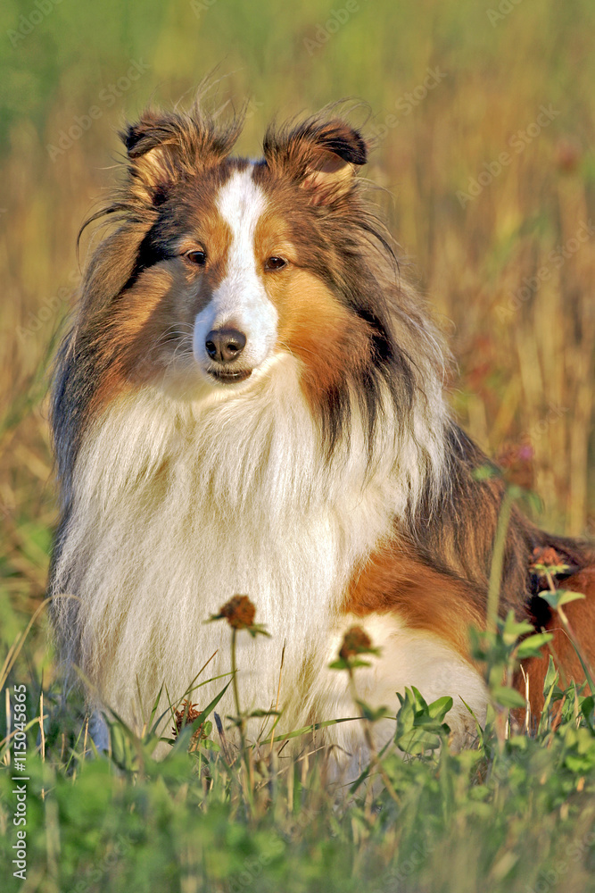 Shetland Sheepdog sitting in  meadow with grass in autumn colors