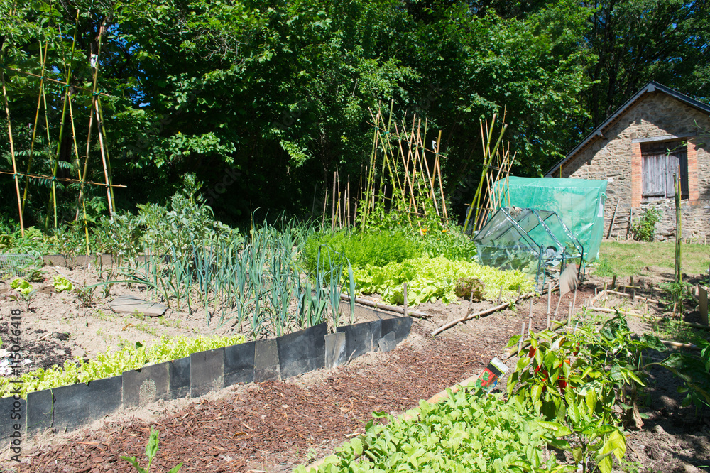 Vegetable garden in sunshine