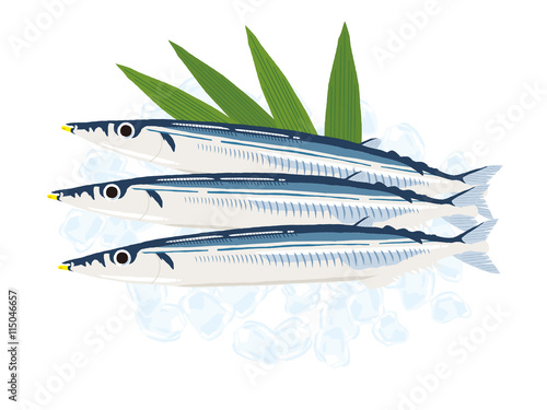 pacific saury photo