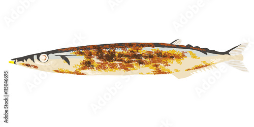 Pacific saury
