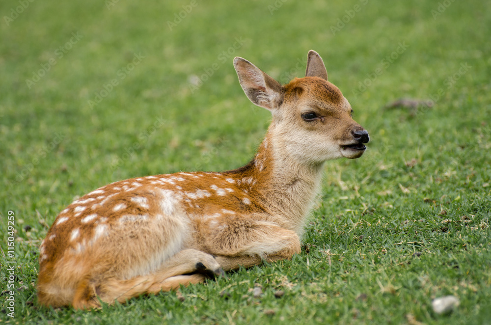 Baby Sika Deer (Cervus nippon)  at Nara. Japan