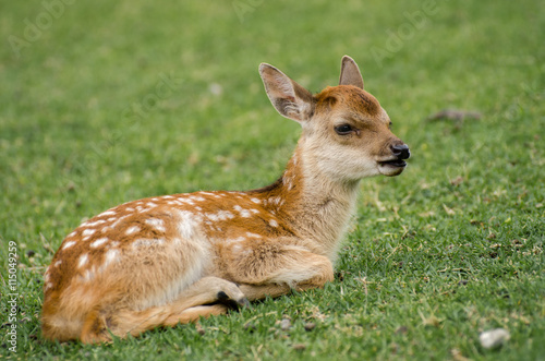 Baby Sika Deer (Cervus nippon)  at Nara. Japan © vadiml