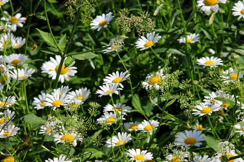   amomile field. Meadow of chamomile flowers of at sunlight. Natural summer background.