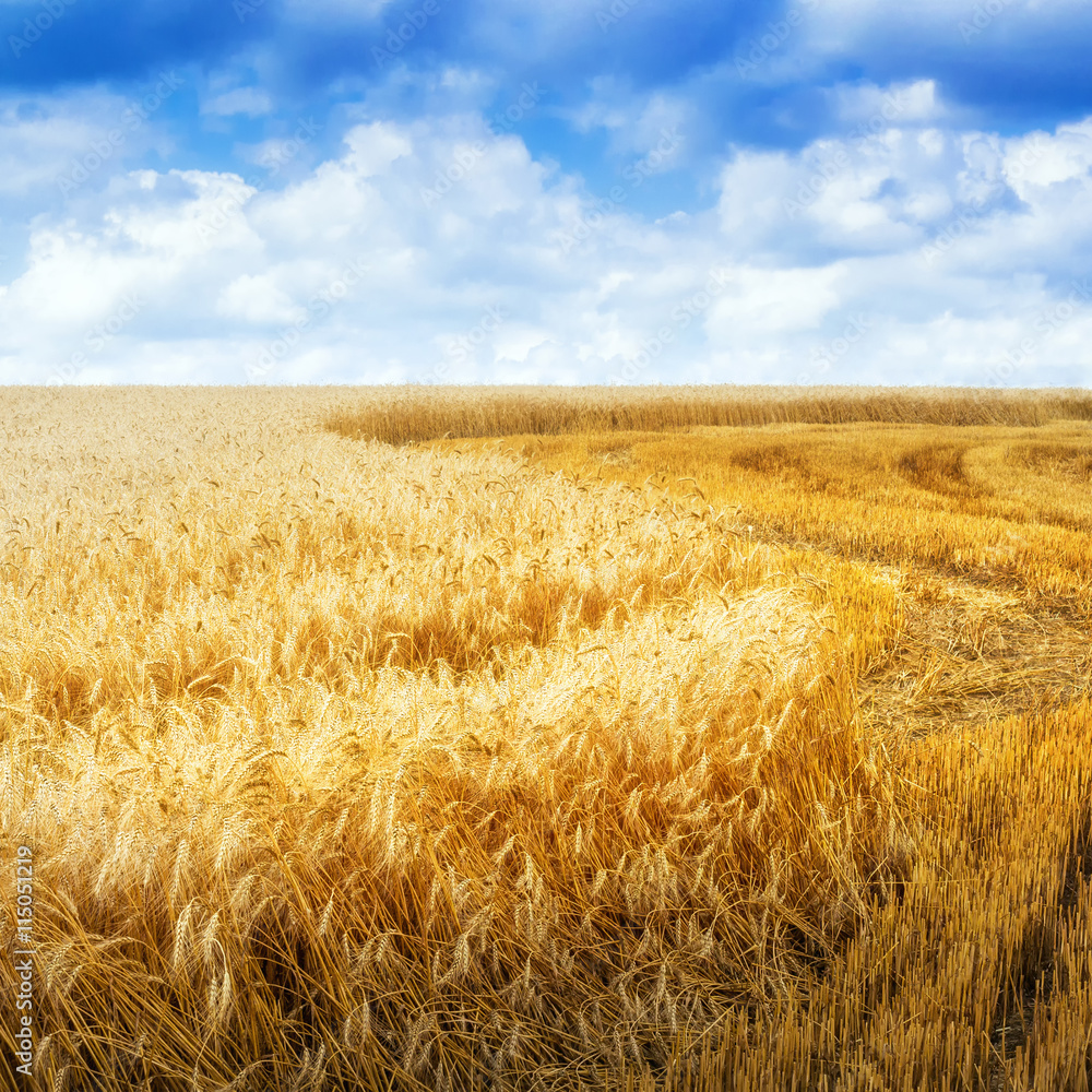 Grain field in summer day