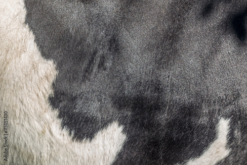 Fotografie Hide on side of black and white cow. Authentic farm series.