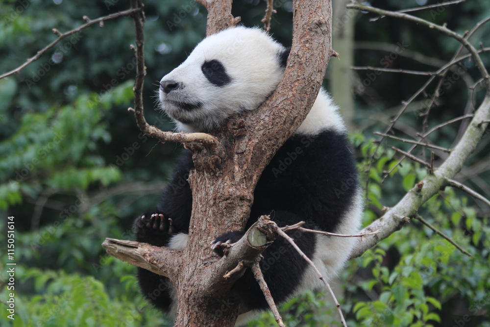 Obraz premium Panda