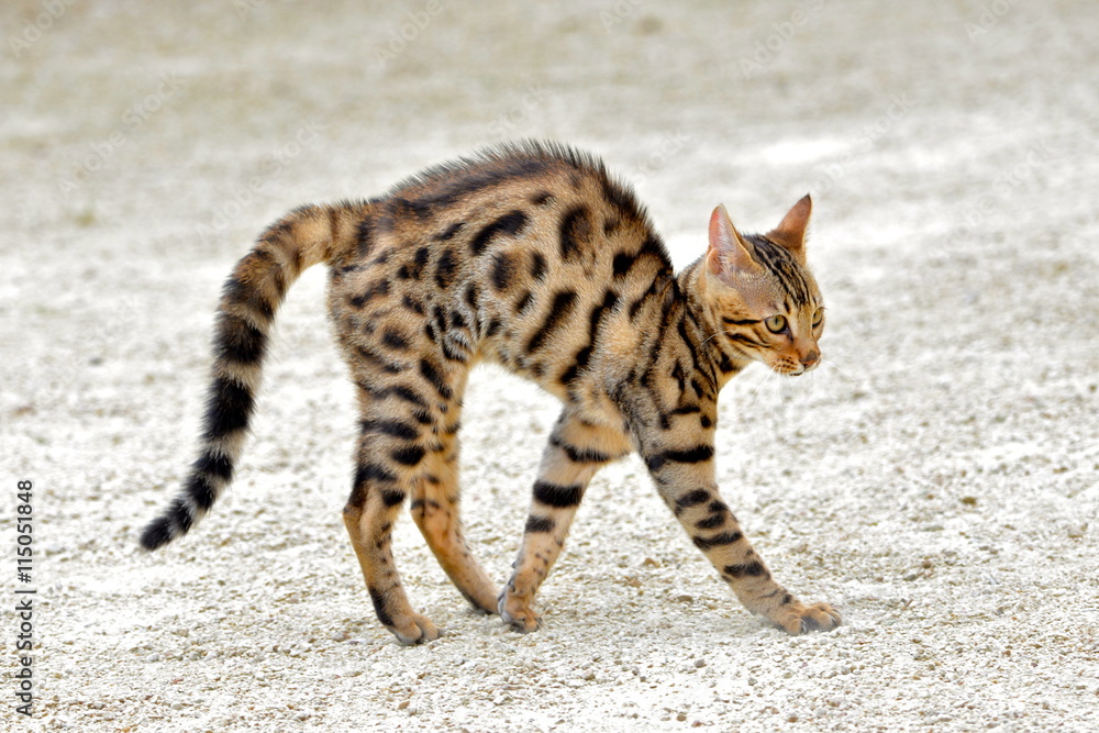 Chat Qui Fait Le Gros Dos Stock Photo Adobe Stock