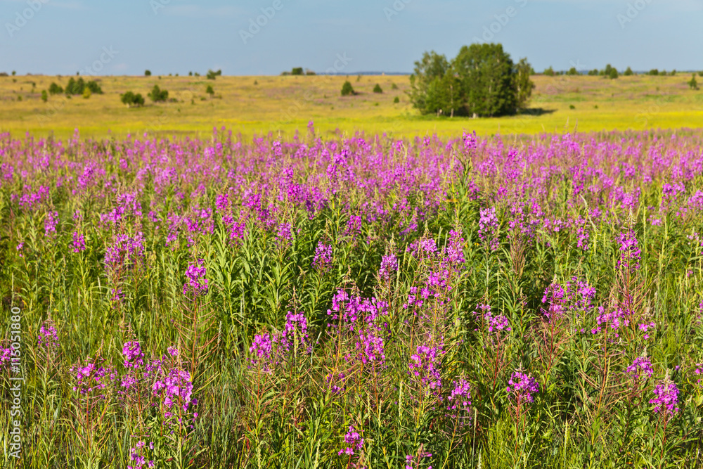 Fields of blossoming willow-herb in summer sunny day Fields of blossoming willow-herb in summer sunny day