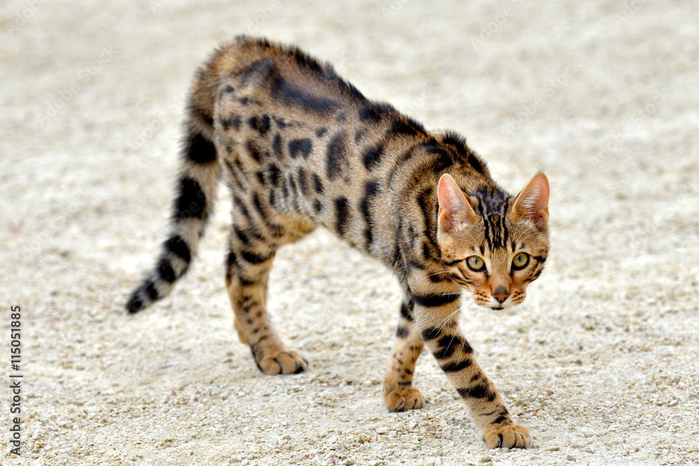 Chat Qui Fait Le Gros Dos Photos Adobe Stock Chat Qui Fait Le Gros Dos Photos Adobe Stock
