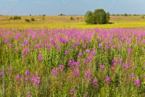 Fields of blossoming willow-herb in summer sunny day