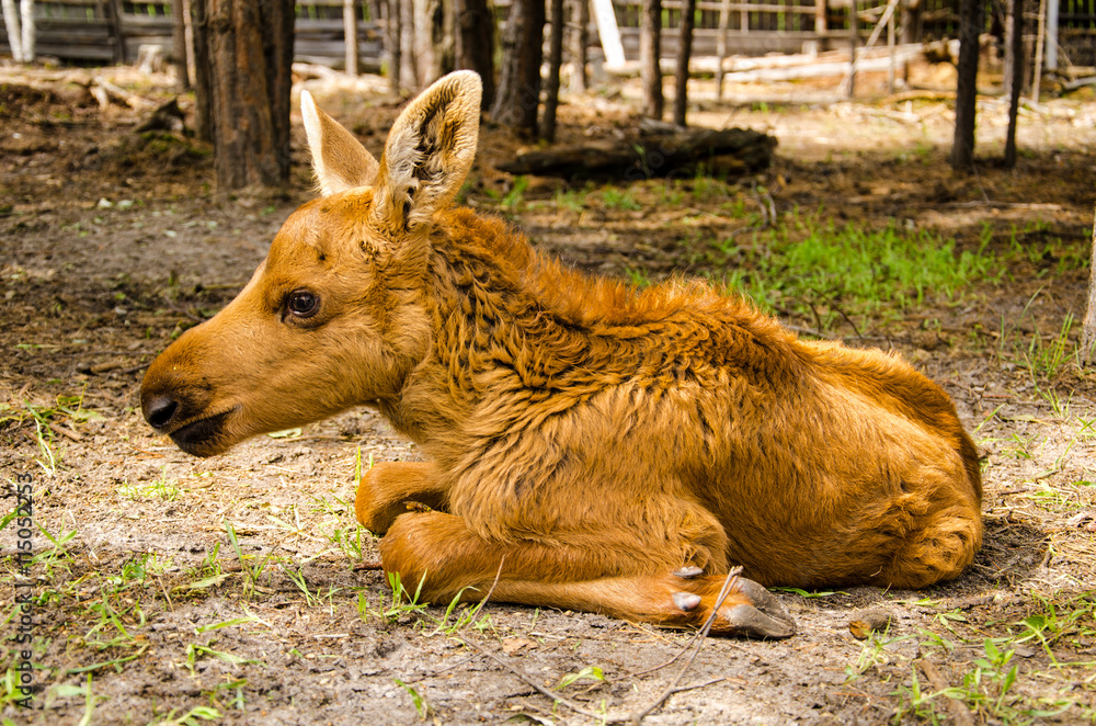 Fototapeta premium Cute baby moose in the forest.