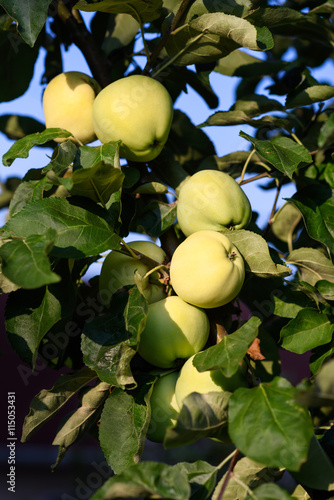 Photo closeup of green ripe apples on a branch in an orchard