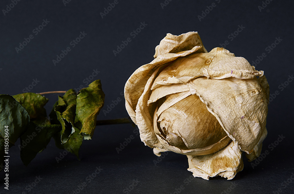 Dried rose flower on black background. Close up of withered rose. Dried rose flower on black background. Close up of withered rose.
