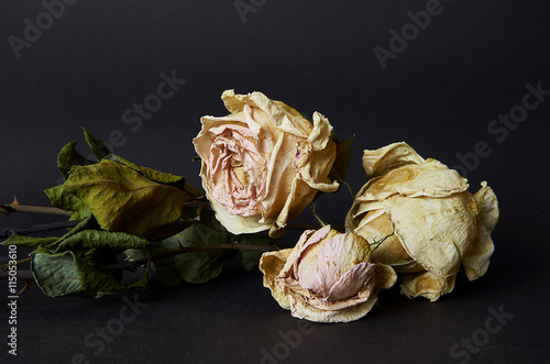 Dried rose flower on black background. Close up of withered rose. 