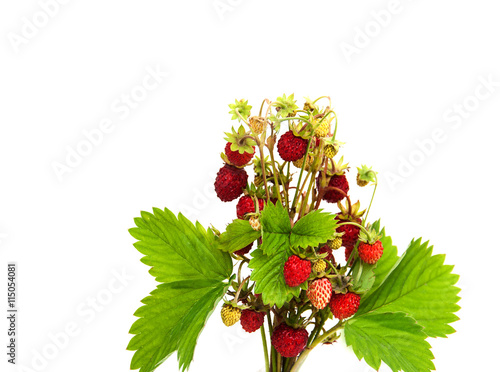 bunch of wild strawberry