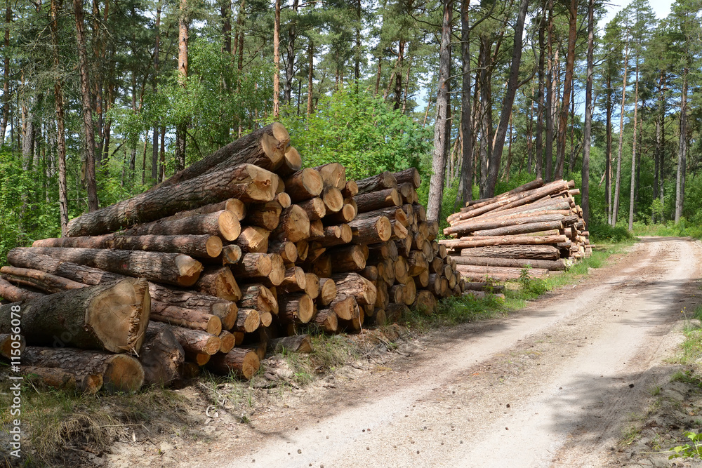 Pine logs are put in stacks at the forest road. Logging