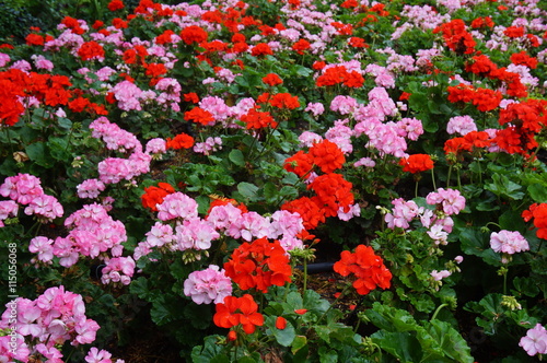 Fototapeta Naklejka Na Ścianę i Meble -  Pink and red geranium (pelargonium) flowers in bloom