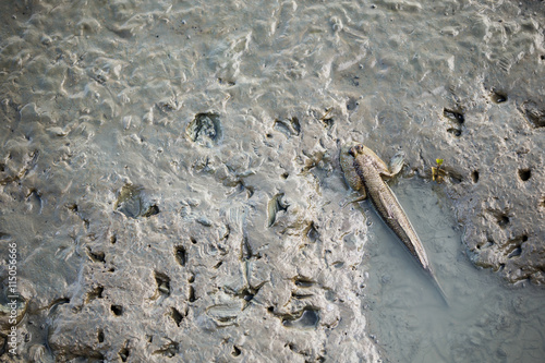 mudskipper fish photo