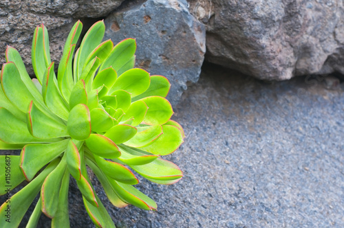 Canvas Print Thirst to the life.  Sempervivum  growing on the volcanic stones