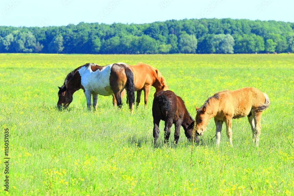 Adult and young horses on farm
