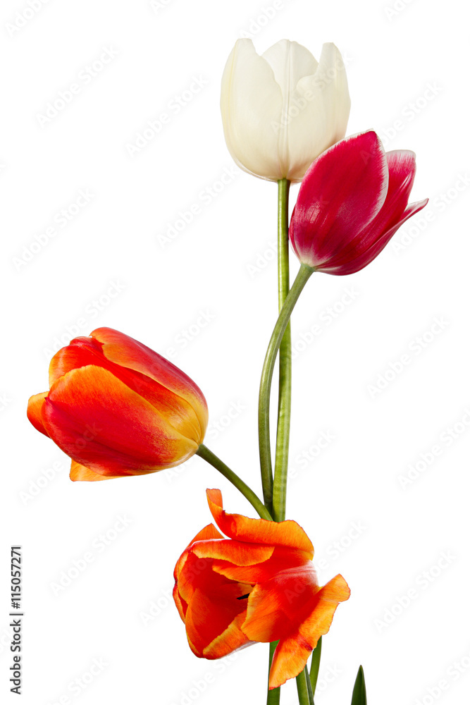 Four flowers Four flowers