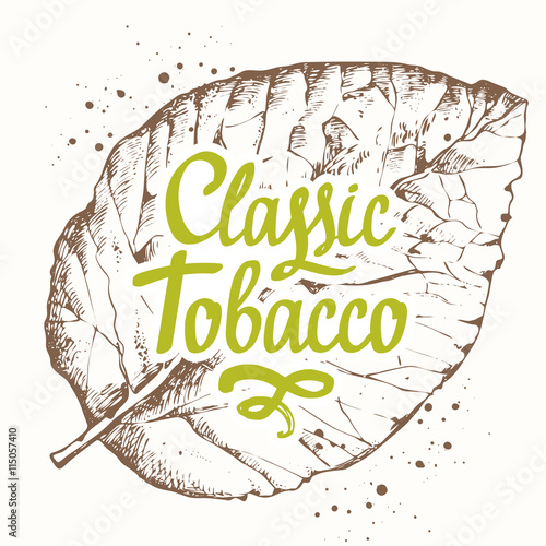 Vector illustration with tobacco leaf in sketch style. 