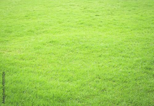 World environment day concept: Close-up image of fresh spring green grass texture background 