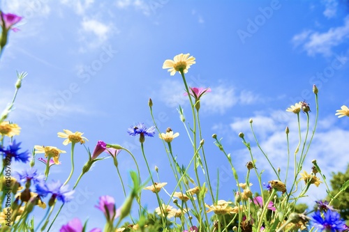 Blumenwiese - Sommerwiese