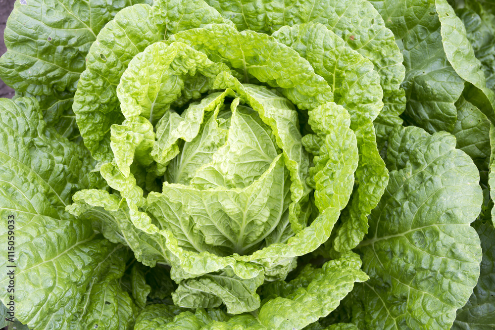 Chinese cabbage Chinese cabbage