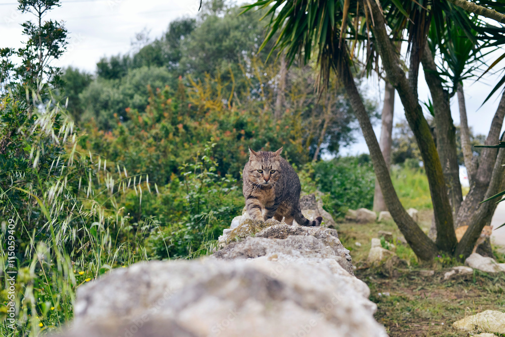 Tabby cat walking over stone wall in garden. Majorca. Balearic i