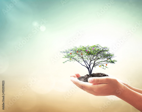 World environment day concept: Human hands holding fruitful tree over blurred green nature background photo