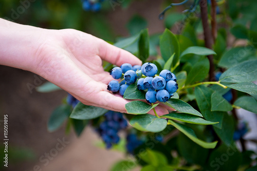 Hand holding bunch of blueberries.Blueberry bush. Vaccinium corymbosum. Northern highbush blueberry.