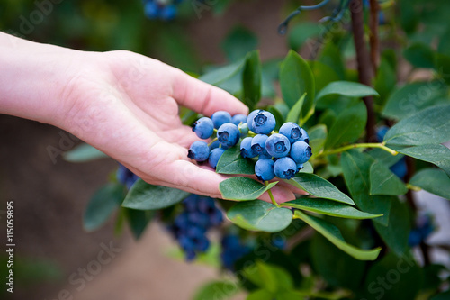 Hand holding bunch of blueberries.Blueberry bush. Vaccinium corymbosum. Northern highbush blueberry. photo