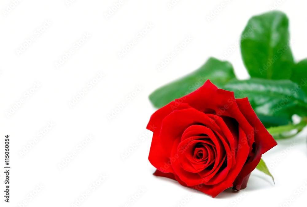 Naklejka premium Rote Rose