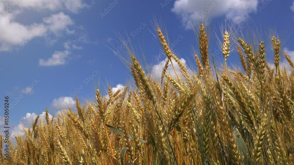 Beautiful cultivated barley field on bright sunny summer day Beautiful cultivated barley field on bright sunny summer day