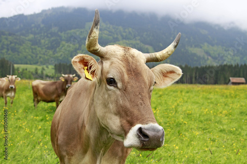Kuh im Allgäu bei Oberstdorf © Dozey