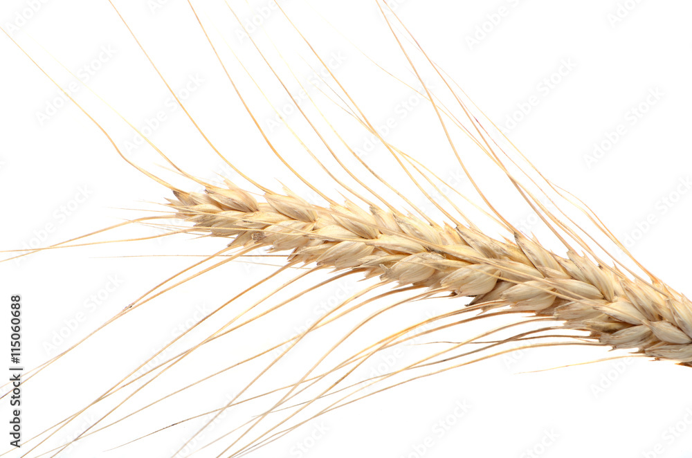 wheat ear isolated on white background cutout wheat ear isolated on white background cutout