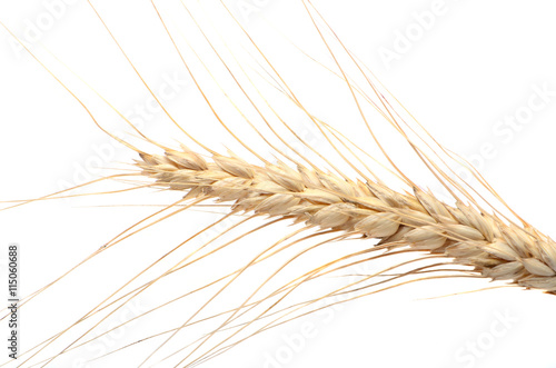 wheat ear isolated on white background cutout