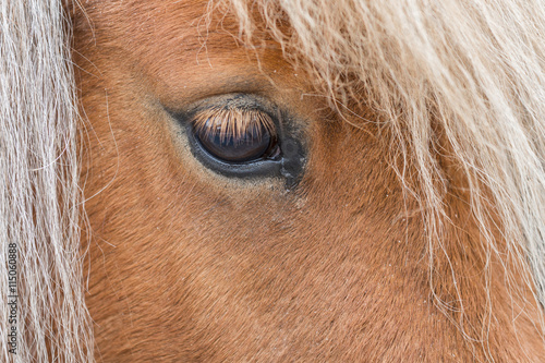 Closeup of a horse eye. Shallow depth of field.