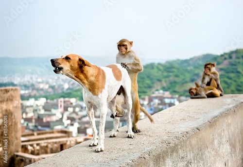 The dog and the monkey engaged in sex, Galta Temple in Jaipur, India.