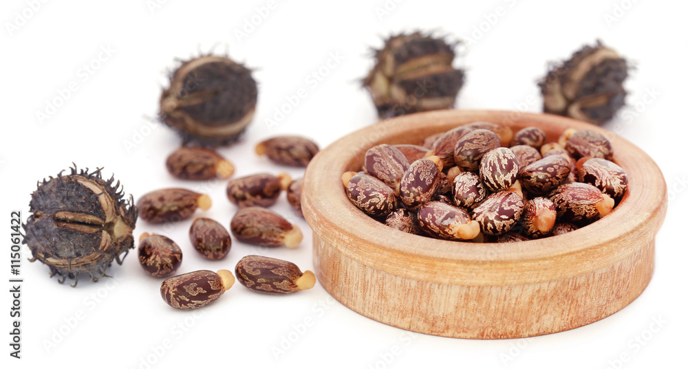 Fototapeta premium Castor beans