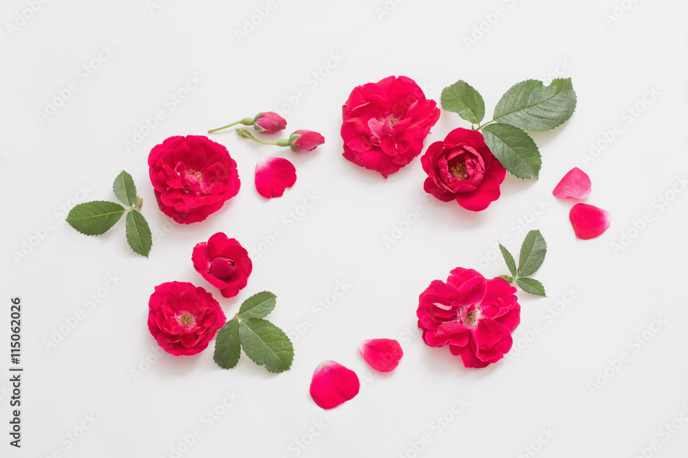 red roses on white  background